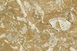 Ordovician Kukersite Oil Shale w/ Bryozoan & Trilobite Fossils #369573-1